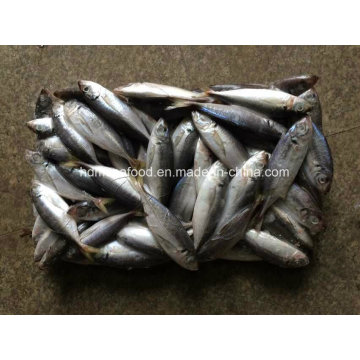 (14-18PCS / kg) Cavala nova japonesa de Jack dos peixes para a venda